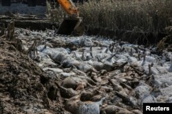 中国山东寿光县被淹后，一个大铲车正在清理在洪水中死去的牲畜尸体。（2018年8月24日）