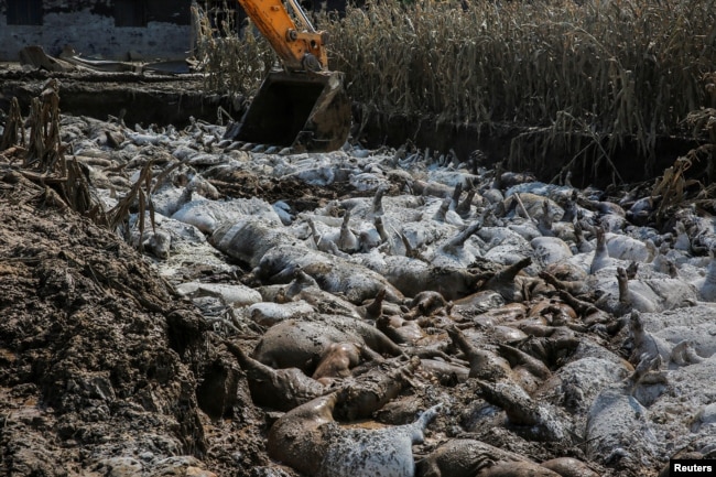 中国山东寿光县被淹后，一个大铲车正在清理在洪水中死去的牲畜尸体。（2018年8月24日）