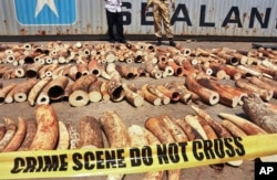 FILE - Kenyan officials in Mombasa display some of more than 1,600 pieces of illegal ivory found hidden inside bags of sesame seeds in freight traveling from Uganda, Oct. 8, 2013.