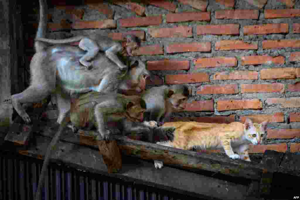 Longtail macaques pull the tail of a cat in an abandoned building in the town of Lopburi, some 155km north of Bangkok, Thailand.&nbsp;Lopburi&#39;s monkey population, which is the town&#39;s main tourist attraction, doubled to 6,000 in the last three years, forcing authorities to start a sterilization campaign.