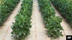 FILE - Soybean plants that were grown from soybean seeds genetically engineered to resist a common weed killer in an undated photo released by Dow AgroSciences.