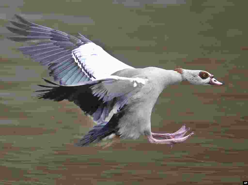 An Egyptian goose prepares for landing in the Main river in Frankfurt, Germany.