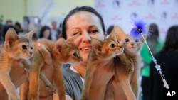 Abyssinian kittens follow a toy held by a judge during a cat show in Bucharest, Romania, Saturday, Sept. 28, 2019. (AP Photo/Vadim Ghirda)