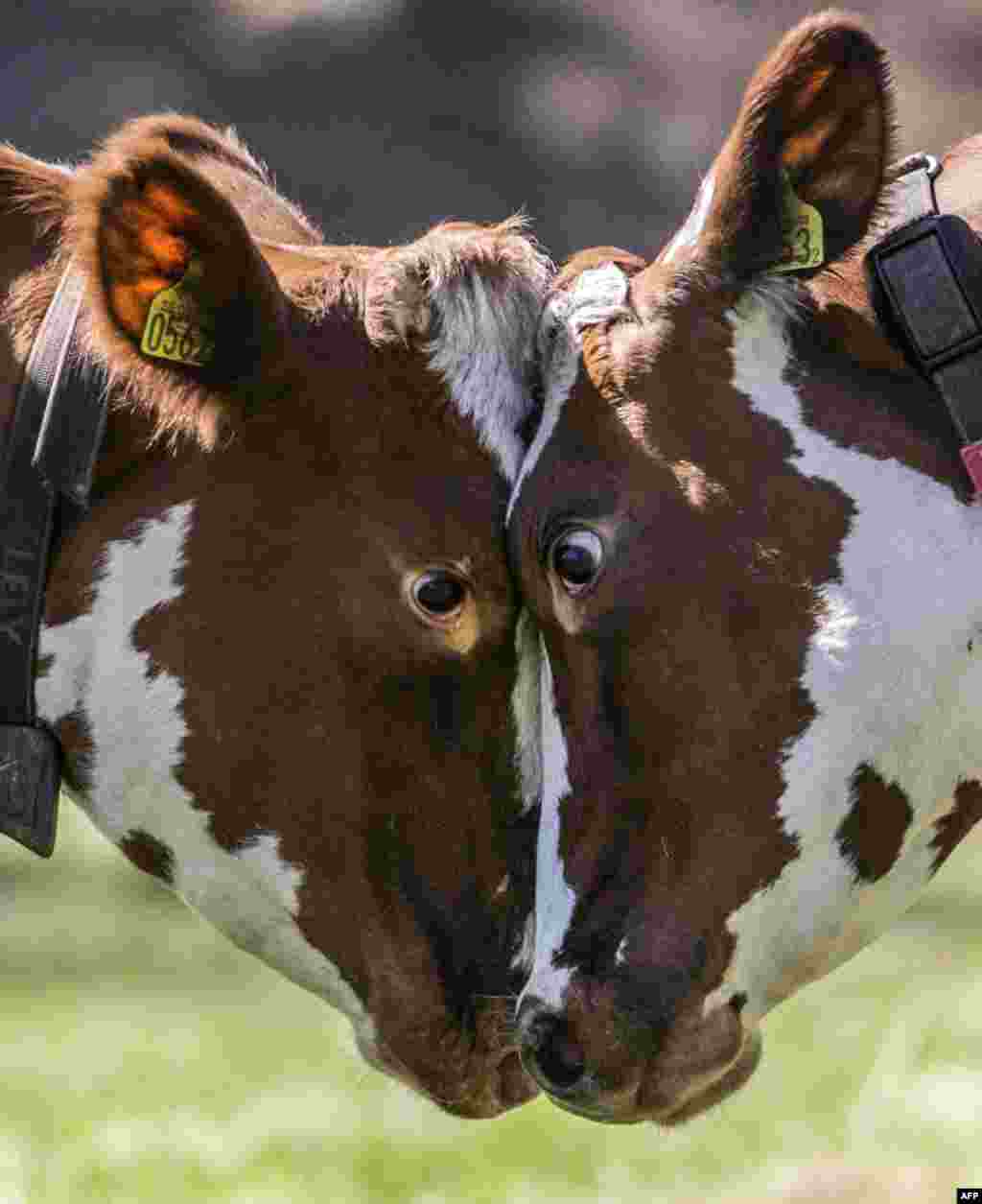 Two cows challenge each other muzzle to muzzle during the traditional spring release of cows in Huddinge, Sweden.
