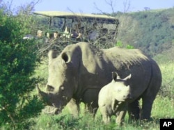 Tourists view rhinos on South Africa’s Pumba Game Reserve … The country’s rhino owners are taking extraordinary measures to protect their animals from poachers.