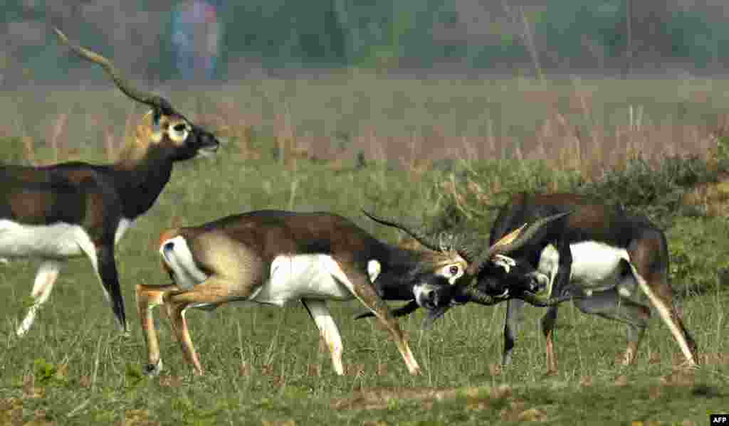 Indian blackbucks, also known as the Indian antelope, tussle in a field near Bhetnoi village in Ganjam District, in Odisha state.