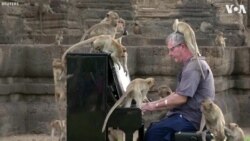Pianist Performs Concert for Monkeys in Thailand