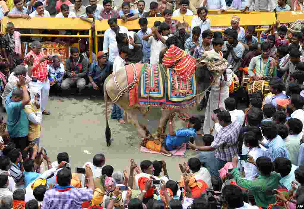 People watch as a traditional bull charmer balances a fully grown bull on his thighs for a performance during a protest against the Karnataka state government in Bangalore, India. Members of the Kole Basava community are demanding housing and basic amenities from the state government.