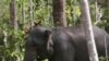 苏门答腊滥垦森林野象濒危