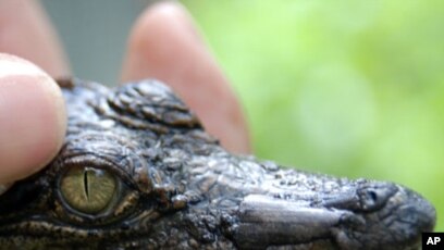 Critically Endangered Siamese Crocodiles Rescued! 