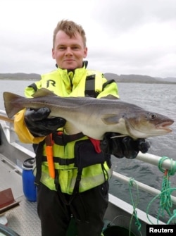 A Norcod employee displays a farmed cod in this undated handout picture, Norway. (Norcod/Handout via REUTERS)