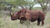 Rhinocéros noirs à Mkuze, en Afrique du Sud le 5 janvier 2003.