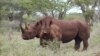 San Francisco's Black Rhino, Oldest in North America, Turns 45