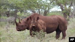 FILE - In this photo from U.S. Fish and Wildlife Service, a black rhino male and calf graze in Mkuze, South Africa. 