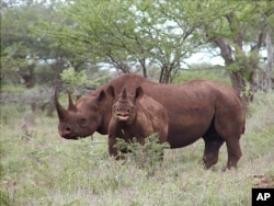 FILE - In this photo from U.S. Fish and Wildlife Service, a black rhino male and calf graze in Mkuze, South Africa.