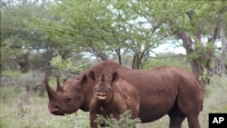 FILE - A black rhino male and calf graze. Taken January 5, 2003