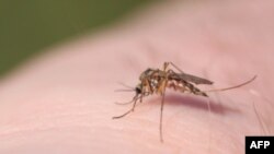 Khí hậu nóng nực và ẩm thấp giúp cho loài muỗi truyền bệnh dễ dàng sinh sôi nẩy nở
