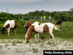 The wild horses of Assateague foraging for food on the island.
