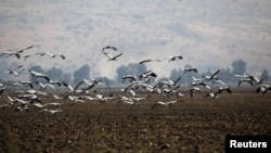 Cranes fly over a dry agricultural field in the Hula Valley, northern Israel, Oct. 23, 2017.