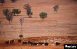 FILE - Cattle walk past an empty dam and old windmill in a drought-affected paddock on a property located west of the town of Gunnedah, located in the northwest of New South Wales in Australia, June 8, 2018.