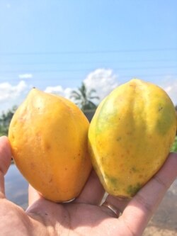 Carica (pepaya gunung)– Bijinya kaya minyak dan dapat dimanfaatkan untuk berbagai produk kecantikan. (Foto: Courtesy/Pavettia Skincare)