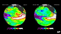 These false-color images provided by NASA satellites compare warm Pacific Ocean water temperatures from the strong El Nino that brought North America large amounts of rainfall in 1997 (R) and the current El Nino as of Dec. 27, 2015 (L). NASA's Jet Propulsion Laboratory says the strong El Nino in the Pacific Ocean shows no sign of weakening. (NASA via AP)
