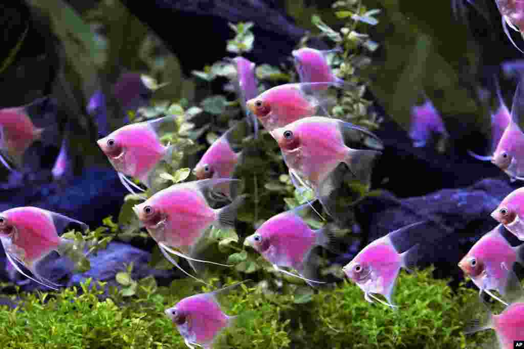 Genetically modified angel fish with a pink illumination are to be used in creating cancer markers during the opening of the Bio Taiwan expo in Taipei, Taiwan. The expo, which runs from July 18-21, showcases companies and institutions involved in the research and development of innovative healthcare, agricultural, industrial and environmental biotechnology products.