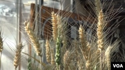 Rust-resistant wheat growing in the IGI's greenhouse has had the gene that made it susceptible to the fungal disease removed with CRISPR.