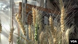 وزارتِ زراعت کے سائنسی کمیشن نے ایک بیان میں کہا ہے کہ انہوں نے گندم کی ایک ایسی قسم کی اجازت دی ہے جو خشک سالی کے دوران بھی اگ سکتی ہے۔ (فائل فوٹو)