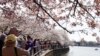 Cálidas temperaturas adelantan florecimiento de cerezos