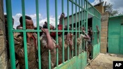 Members of the Ethiopian National Defense Force who were captured by Tigray forces look out from the gate of a prison where they are now held as prisoners of war, in Mekele, in the Tigray region of northern Ethiopia on Tuesday, July 6, 2021.