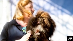 Wild Thang, a 3-year-old Pekingese, competes in the World's Ugliest Dog Contest with owner Ann Lewis at the Sonoma-Marin Fair in Petaluma, Calif., Friday, June 21, 2019. Wild Thing went on to win second place. (AP Photo/Noah Berger)