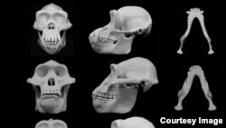 University of Utah researchers contend that human faces evolved to minimize injury from punches to the face during fights between males.​ Courtesy - University of Utah.