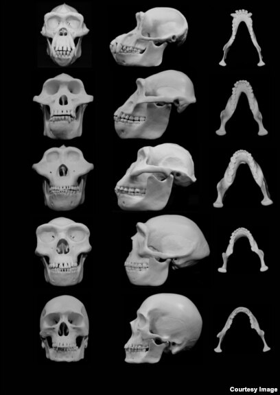 Skull and Bones History at the University of Utah