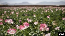 Afghanistan opium 