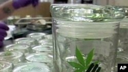 Containers of medical marijuana at the Harborside Health Center