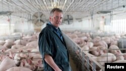 资料照片：美国伊利诺伊州的农场主布赖恩·邓肯在其养猪场内。（2018年4月9日）