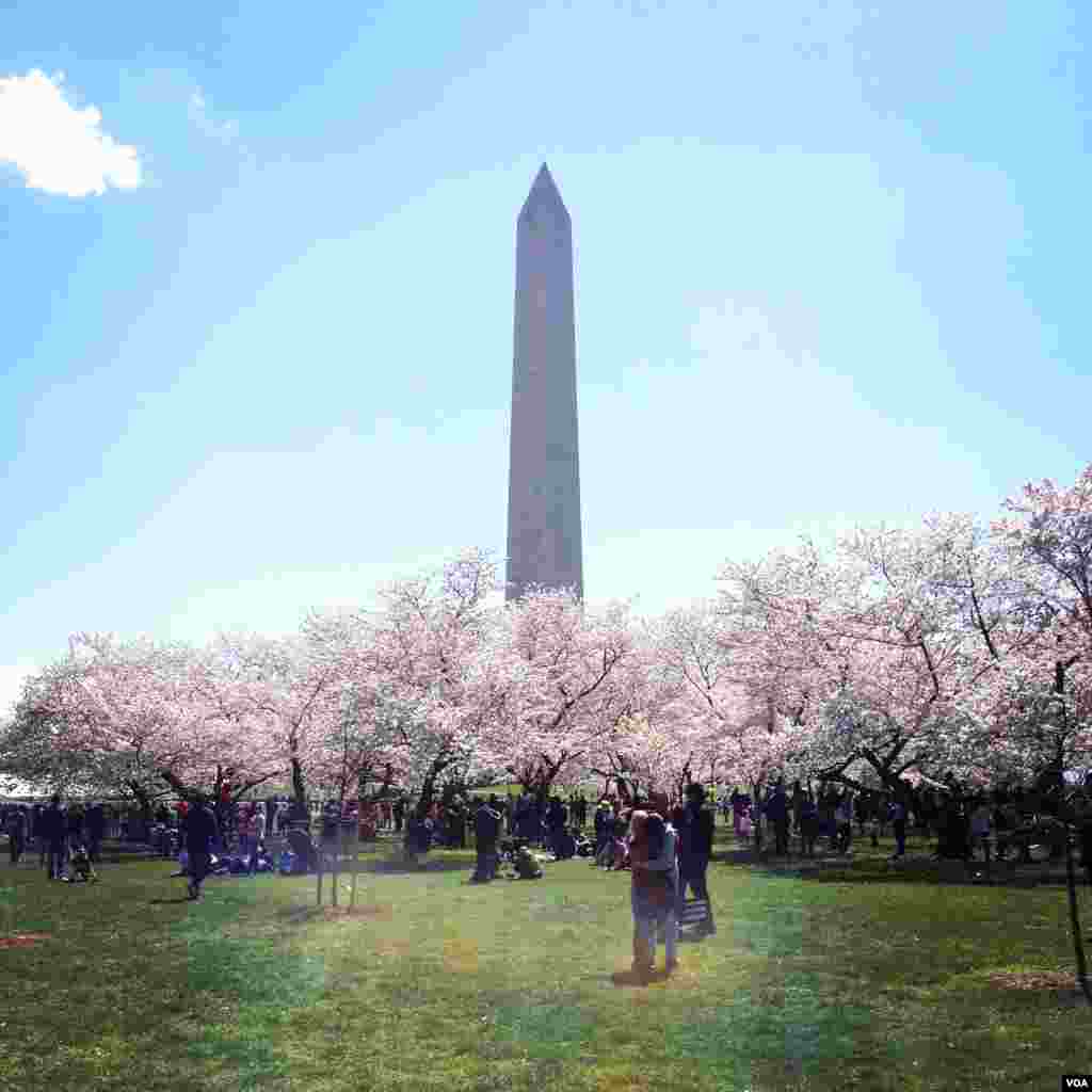 櫻花盛放於華盛頓紀念碑下。（美國之音張皓程攝）