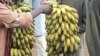 Incertitudes en Côte d'Ivoire malgré l'augmentation de la production de bananes