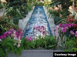 Orchids on display at the U.S. Botanic Garden in Washington, D.C. (photo taken by Diaa Bekheet/VOA on March 9, 2016)