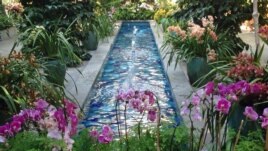Orchids on display at the U.S. Botanic Garden in Washington, D.C. (photo taken by Diaa Bekheet/VOA on March 9, 2016)