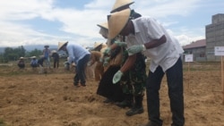 Kegiatan penanaman benih jagung di sebuah lahan bekas sawah dalam kegiatan masa tanam kedua program pemulihan mata pencaharian pascabencana di Desa Lolu, Kabupaten Sigi, Sulawesi Tengah, 12 November 2019. (Foto: Yoanes Litha/VOA)