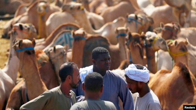 MERS diyakini berasal dari unta.