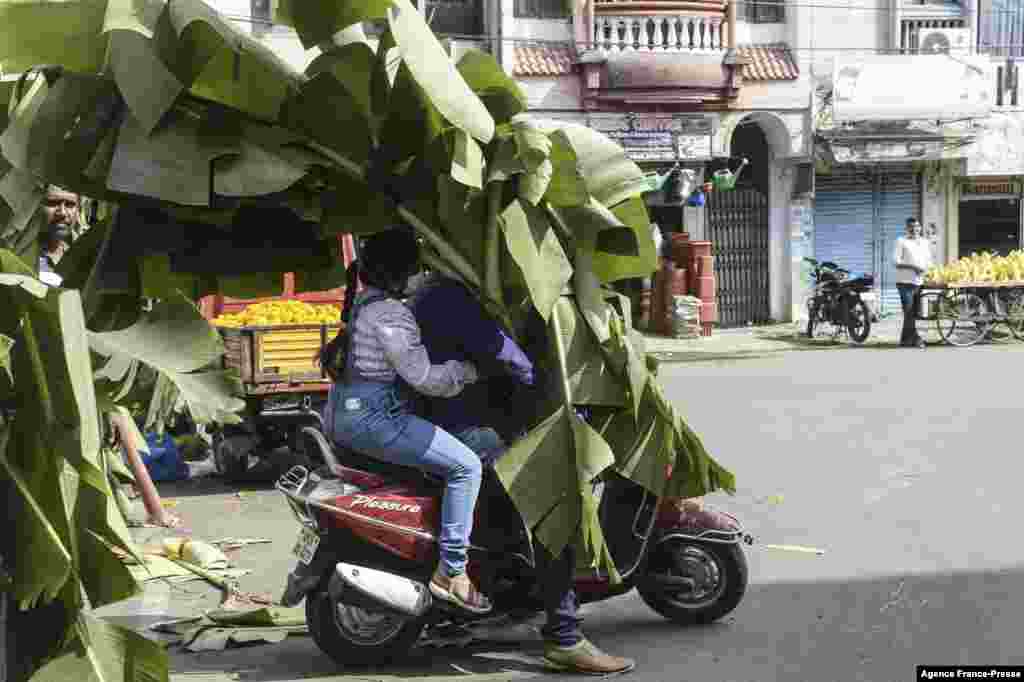 Hindu devotees carry&nbsp;banana leaves on their scooter to decorate their homes during Diwali celebrations at a market in Hyderabad, India.