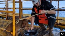 Anjing yang diselamatkan di anjungan pengeboran minyak di Teluk Thailand, 12 April 2019. (Foto: dok).