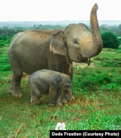 Gajah Sumatera di Bentang Seblat, Bengkulu.(Foto: Bruce Levick/Koalisi Penyelamat Bentang Seblat)