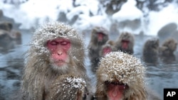 Japanese wild monkeys enjoy an open-air hot spring at the Jigokudani (Hell's Valley) Monkey Park, at Yamanouchi town near Shigakogen ski resort, in Nagano prefecture, January 24, 2012.