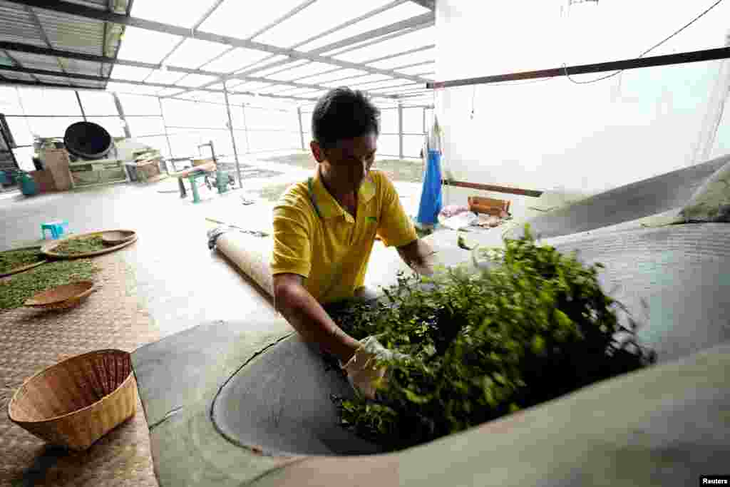 پتیاں کو خشک کرنے کا کام انجام دیتا ایک فیکڑی ورکر۔ چین کے متعدد صوبوں اور شہروں میں قائم کارخانوں ، فیکڑیوں اور گھریلو صنعت کے طور پر بھی یہ کام عام ہے۔ &nbsp; &nbsp; 