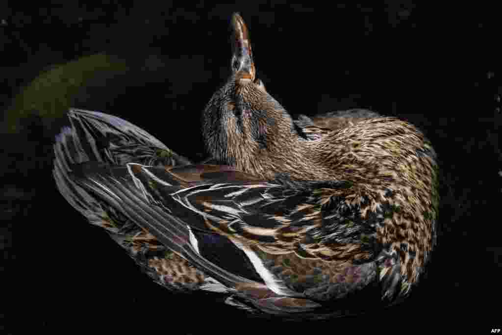 A duck twists its neck as it cleans itself in a pond in Berlin, Germany.