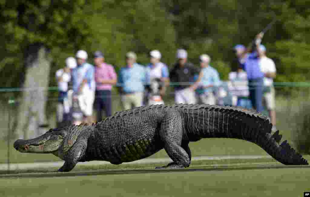 jedan radoznali aligator u neposrednoj blizini terena za golf pred početak prve runde turnira profesionalnih golfera&nbsp; Zurich Classic u&nbsp; Avondale-u američka savezna država Lousiana.